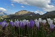 44 Crocus violetti con vista in Cima di Piazzo